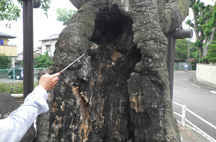 樹木診断と治療
